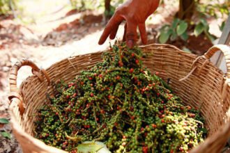 Cambodia GI pepper promotion strategy meeting 2026