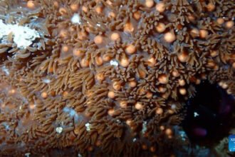 Coral spawning observed near Cambodian islands during marine research survey