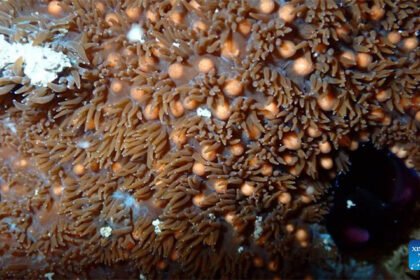 Coral spawning observed near Cambodian islands during marine research survey