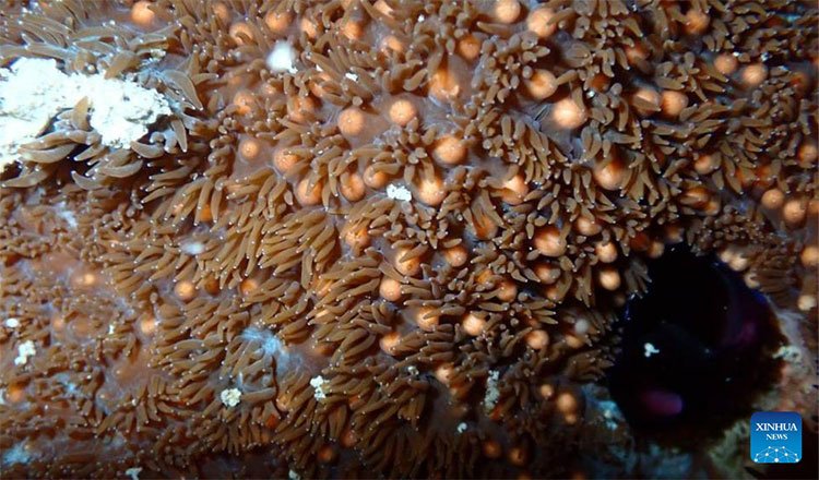 Coral spawning observed near Cambodian islands during marine research survey