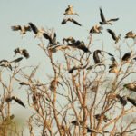 Waterbirds gathering at Stung Sen wetland Cambodia during dry season