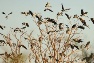 Waterbirds gathering at Stung Sen wetland Cambodia during dry season
