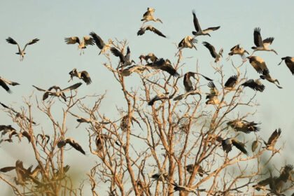 Waterbirds gathering at Stung Sen wetland Cambodia during dry season