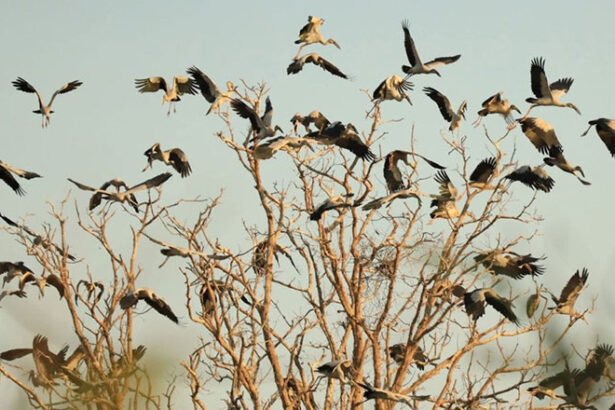 Waterbirds gathering at Stung Sen wetland Cambodia during dry season