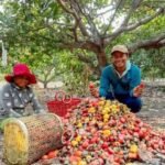 Cambodia geographical indication products including silk, cashew, crab and mango representing local identity