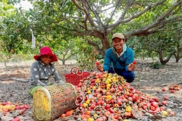 Cambodia geographical indication products including silk, cashew, crab and mango representing local identity