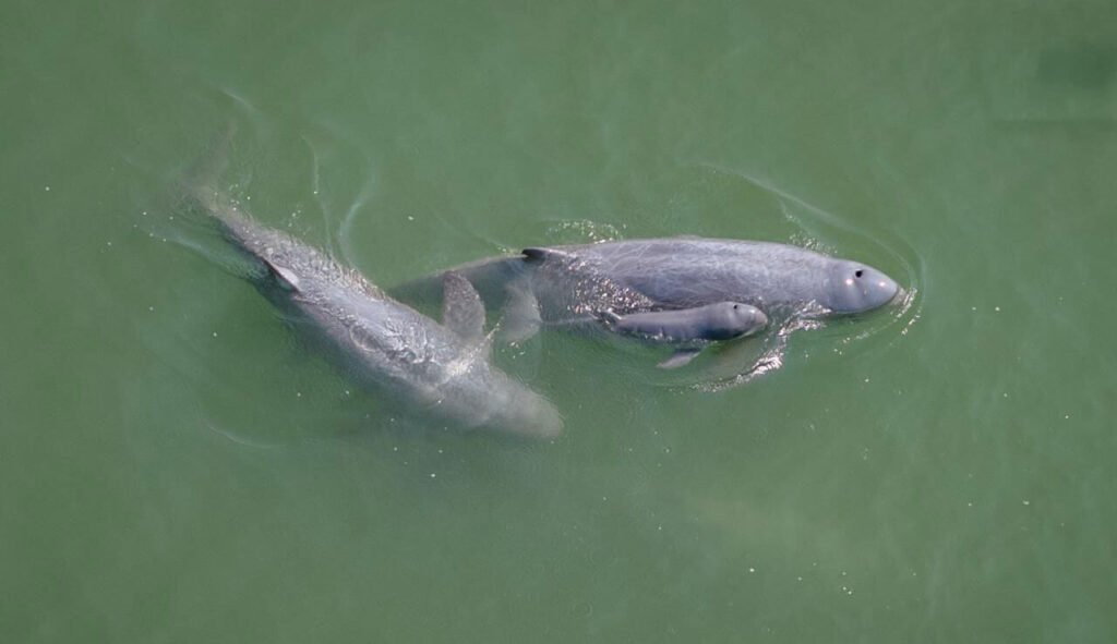 Sixth Irrawaddy Dolphin Calf of 2026 Spotted in Kratie, Raising Total Population to 118
