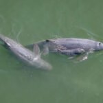 Sixth Irrawaddy Dolphin Calf of 2026 Spotted in Kratie, Raising Total Population to 118