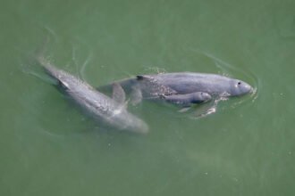 Sixth Irrawaddy Dolphin Calf of 2026 Spotted in Kratie, Raising Total Population to 118