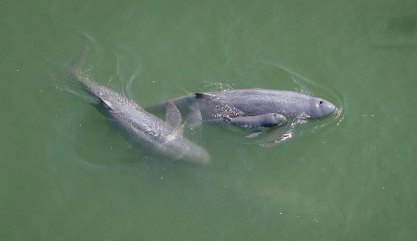 Sixth Irrawaddy Dolphin Calf of 2026 Spotted in Kratie, Raising Total Population to 118