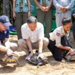Conservation team releasing endangered royal turtles into river in Cambodia for wildlife protection