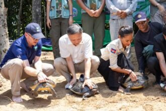 Conservation team releasing endangered royal turtles into river in Cambodia for wildlife protection