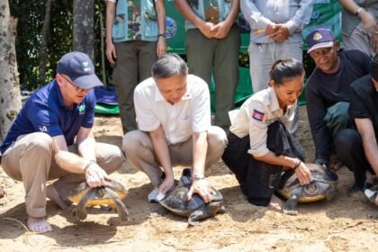 Conservation team releasing endangered royal turtles into river in Cambodia for wildlife protection
