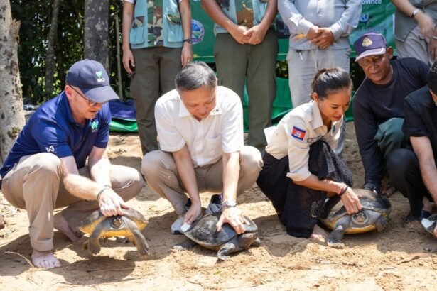 Conservation team releasing endangered royal turtles into river in Cambodia for wildlife protection