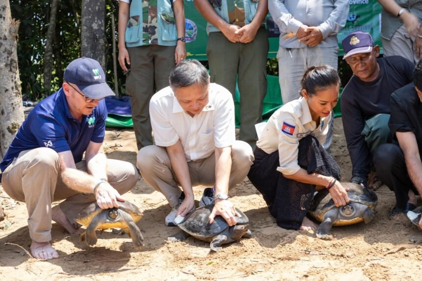 Conservation team releasing endangered royal turtles into river in Cambodia for wildlife protection